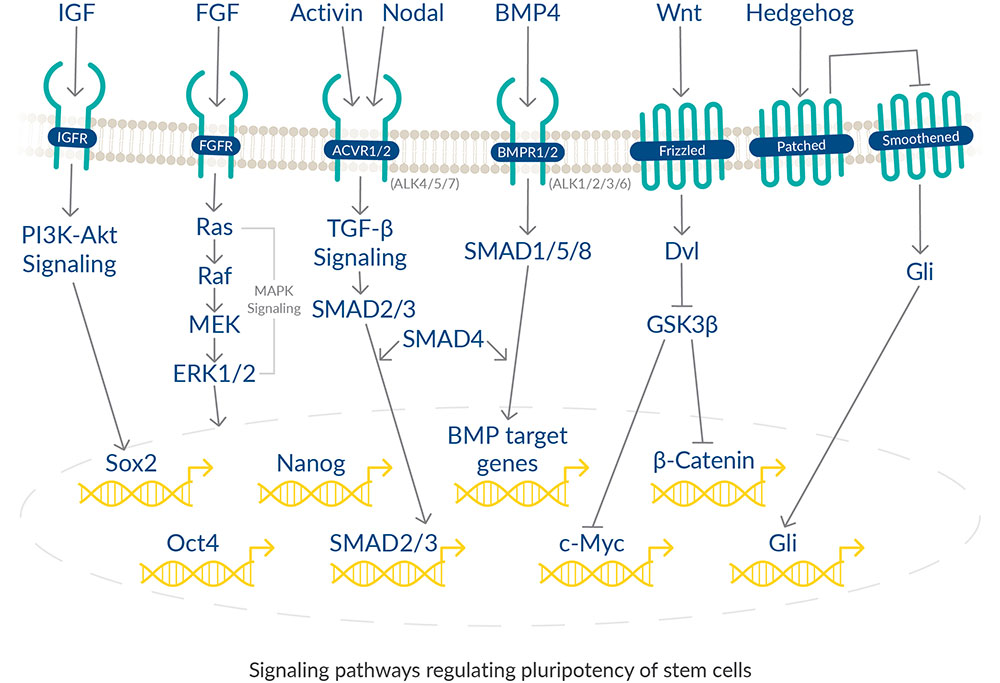 signaling-pathways-regulating-pluripotency-of-stem-cells